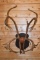 Double Shovel Woodland Caribou Horns on Plaque