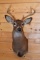 Shoulder Mounted 7 Point White-Tailed Deer