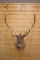 Shoulder Mounted Quebec Labrador Caribou