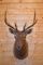 Shoulder Mounted 5x5 Rocky Mountain Elk
