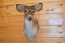 Shoulder Mounted White-Tailed Albino Doe