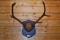 3x4 Wyoming Rocky Mountain Elk Horns on Plaque