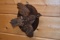 Quail Mounted on Plaque