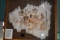 Large Framed Legend of the Coming of “The Sacred White Buffalo” – By Chief Paha Ska, Lakota Indian T