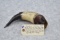 Exemplary Contemporary Carved Powder Horn w/Horn Cap Stopper – The Horn Has Two Carved Sheep & Once