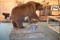 Full Body Mounted Alaska Brown Bear – 9’ 8” Tall – Mounted on Full Base w/Fish