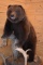 Full Body Mounted Mountain Grizzly – Killed in Yukon Territory – Mounted on Full Base Standing Uprig