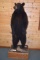 Full Body Mounted Alaska Black Bear – Mounted Standing Upright on Base