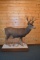 Full Body Mounted Mule Deer on Snow Covered Base
