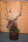 Shoulder Mounted 6x7 Rocky Mountain Elk – Mounted on Pedestal – Killed on Apache Indian Reservation