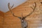 Shoulder Mounted Alaskan Caribou – Scores 374 3/8” – Scored 3rd Place in 1989 by SCI