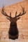 Shoulder Mounted 7x7 Rocky Mountain Elk – Killed on Apache Indian Reservation