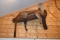 Full Body Mounted Mountain Lion – Mounted Laying on Log