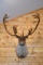 Shoulder Mounted Quebec Labrador Barren Ground Caribou