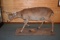 Full Body Mounted 10 Point White-Tailed Deer