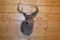 Shoulder Mounted 7 Point Coues Deer