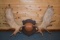 47½” Wide Shiras Moose Horns on Plaque