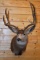 Shoulder Mounted 5x5 Mule Deer