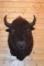 Shoulder Mounted Boone & Crockett Record American Buffalo – Killed on the Ute Indian Reservation