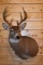 Shoulder Mounted 10 Point Alberta White-Tailed Deer