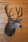 Shoulder Mounted 5x5 Alberta Mule Deer