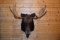 Shoulder Mounted Shiras Moose, Wyoming