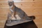 Full Body Mounted Gray Fox