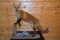 Full Body Mounted Red Fox