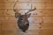Shoulder Mounted 7 Point White-Tailed Deer