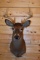 Shoulder Mounted 8 Point White-Tailed Deer
