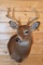 Shoulder Mounted 8 Point White-Tailed Deer