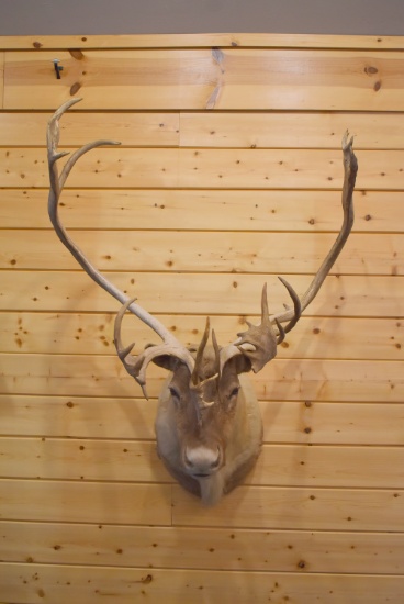 Shoulder Mounted Quebec Labrador Caribou