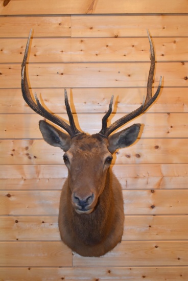 Shoulder Mounted 5x5 Rocky Mountain Elk