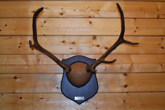 3x4 Wyoming Rocky Mountain Elk Horns on Plaque