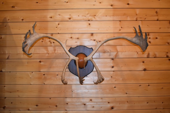 Barren Ground Caribou Horns on Plaque