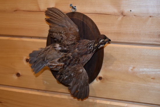 Quail Mounted on Plaque