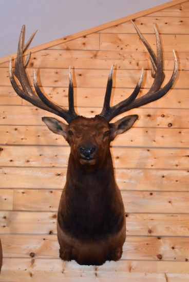 Shoulder Mounted 7x7 Rocky Mountain Elk – Killed on Apache Indian Reservation