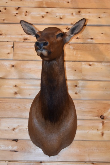 Shoulder Mounted Rocky Mountain Elk Cow
