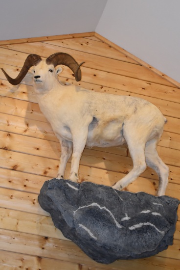 Full Body Mounted Full Curl Fannin Dall Sheep – Mounted on Stone Like Base – Wall Mount