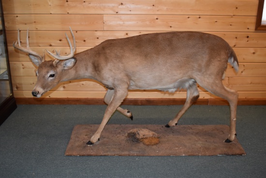 Full Body Mounted 10 Point White-Tailed Deer