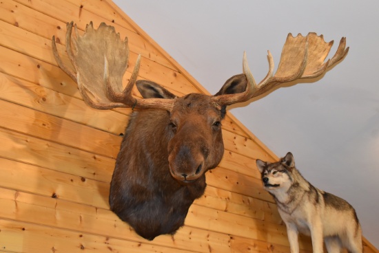 Shoulder Mounted Alaskan Bull Moose – Right Turn Mounted