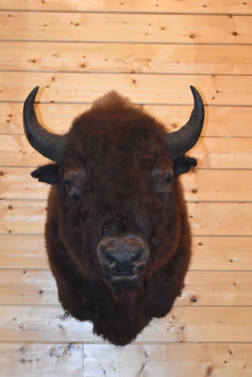 Shoulder Mounted Boone & Crockett Record American Buffalo – Killed on the Ute Indian Reservation