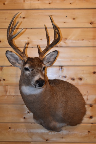 Shoulder Mounted 10 Point Alberta White-Tailed Deer