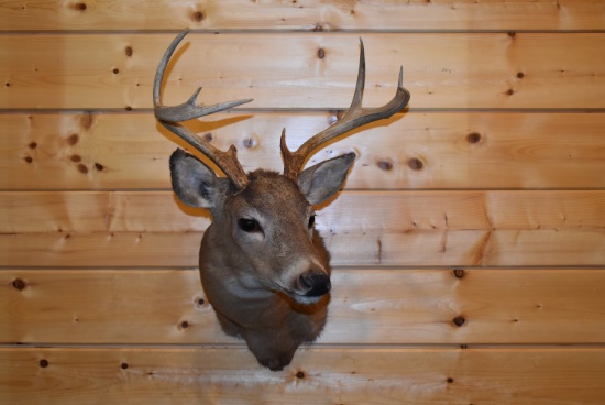 Shoulder Mounted 7 Point White-Tailed Deer