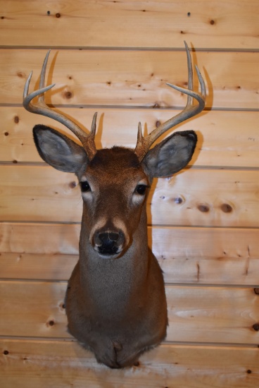 Shoulder Mounted 8 Point White-Tailed Deer