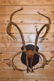 Double Shovel Woodland Caribou Horns on Plaque