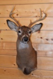 Shoulder Mounted 7 Point White-Tailed Deer