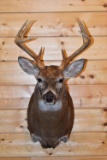Shoulder Mounted 9 Point White-Tailed Deer