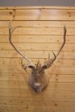 Shoulder Mounted Quebec Labrador Caribou