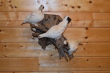 Ptarmigan Set of 3 Birds on Wood – Wall Hanging Mount
